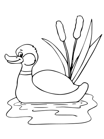 Funny Mallard In A Pond Coloring Page